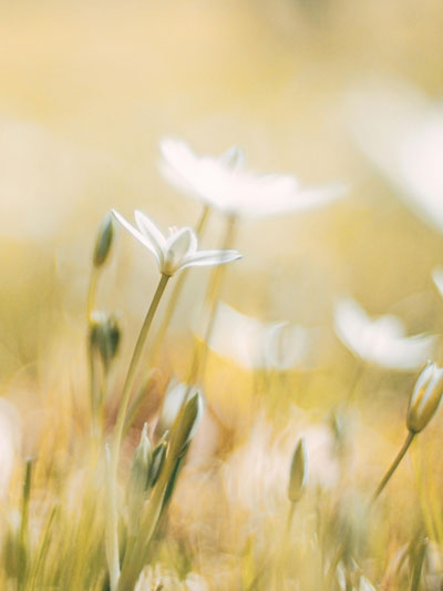 grote afbeelding van Praktijk van Turkse Psycholoog in Amsterdam